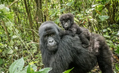 Mountain Gorillas - What Animals are Affected by Climate Change?