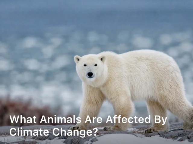 What Animals are Affected by Climate Change
