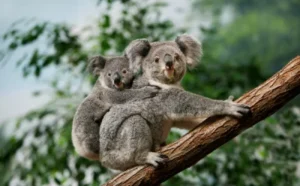 Koala - What Animals are Affected by Climate Change?