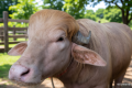 Albino buffalo named ‘Donald Trump’ for his hair is spared from sacrifice