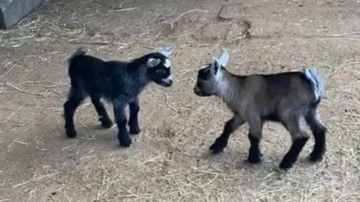 Seven baby goats stolen from ‘screaming’ mother drowned out by raging storm