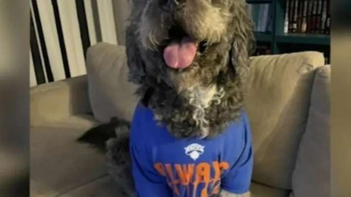 Police shoot dog in Knicks jersey dead after woman’s screams heard during celebrations