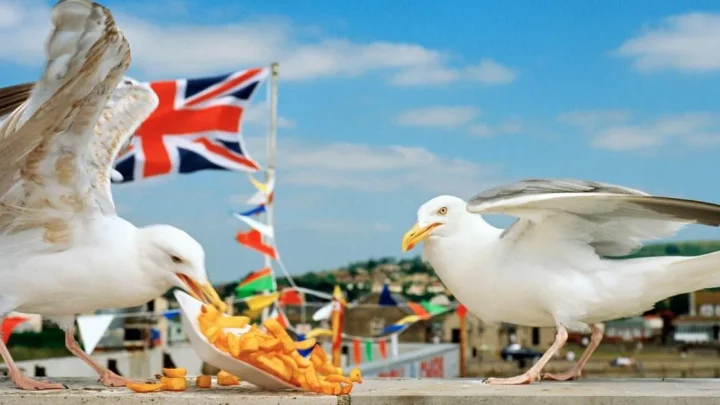 Tourist grabbed seagull and ‘punched it close to death’ in front of horrified kids