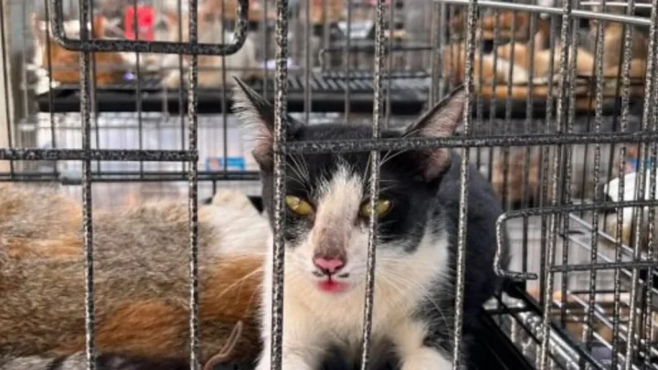 More than 400 cats saved from being eaten after raid on meat cages in Vietnam