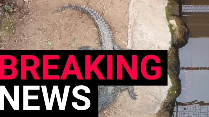 Boy, 3, ‘thrown into crocodile pit’ is no longer in critical condition