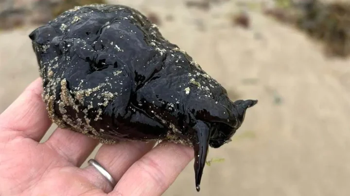 Mystery over rare sea slug found washed up on UK beach