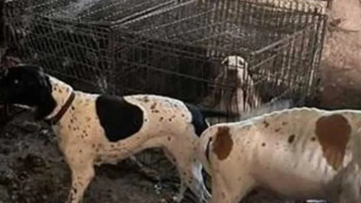 Moment 77 starving dogs rescued from Crufts winning breeder’s house of horrors