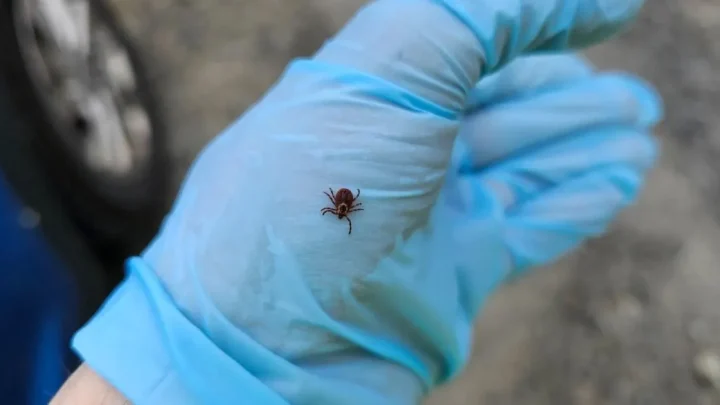 Rare deadly tick-borne virus that has no cure is spreading through the US
