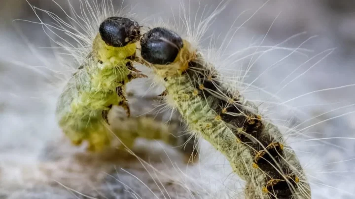 Toxic caterpillars causing skin and breathing problems are wreaking havoc in Berlin