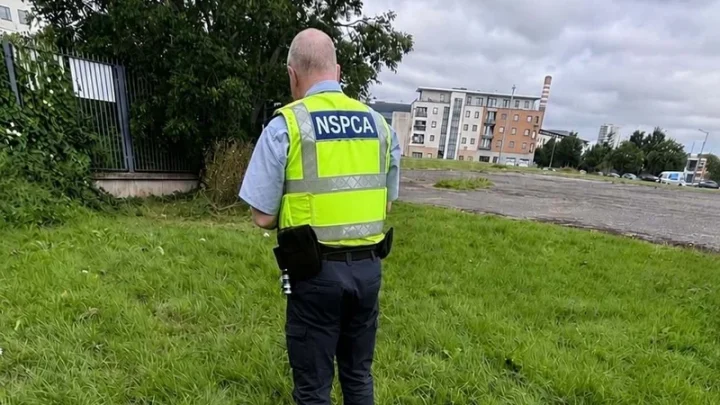 Dog found burned and pole put through it on council estate in Ballymun