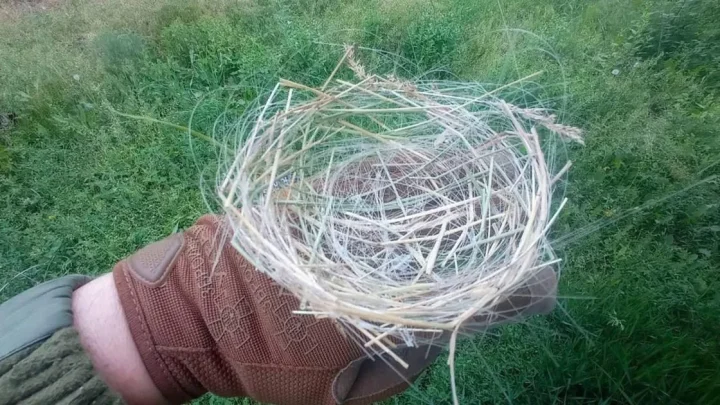 Birds in Ukraine are making ‘apocalyptic’ nests out of fibre optic cables