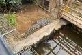 Parents of boy, 3, thrown into crocodile pit ‘living at hospital’ after five surgeries