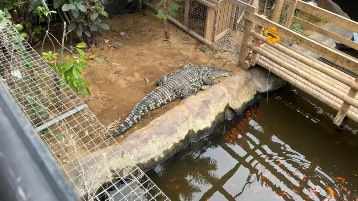 Parents of boy, 3, thrown into crocodile pit ‘living at hospital’ after five surgeries