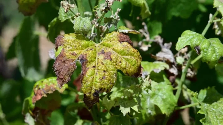 Heatwaves are ruining French vineyards – while English wine enjoys a golden age