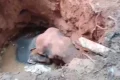 Elephant who fell into abandoned well rescued with excavator