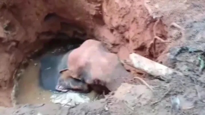 Elephant who fell into abandoned well rescued with excavator