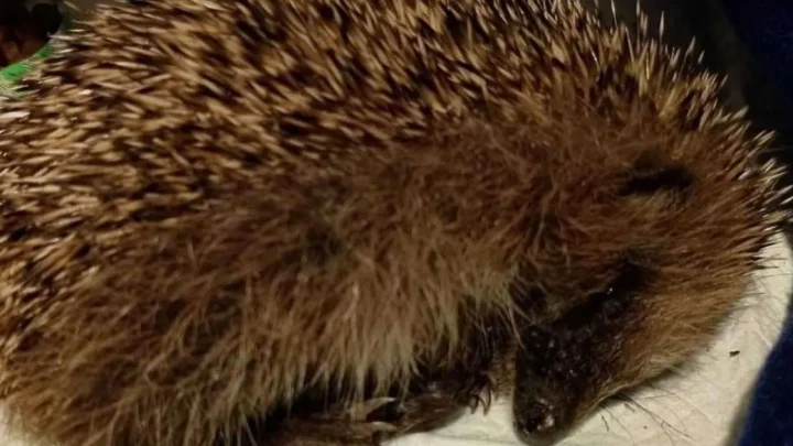 Hoglet put down after ‘kicked around like football’ by children