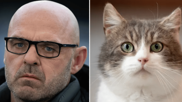 Danny Murphy baffles fans with cat anecdote during World Cup match