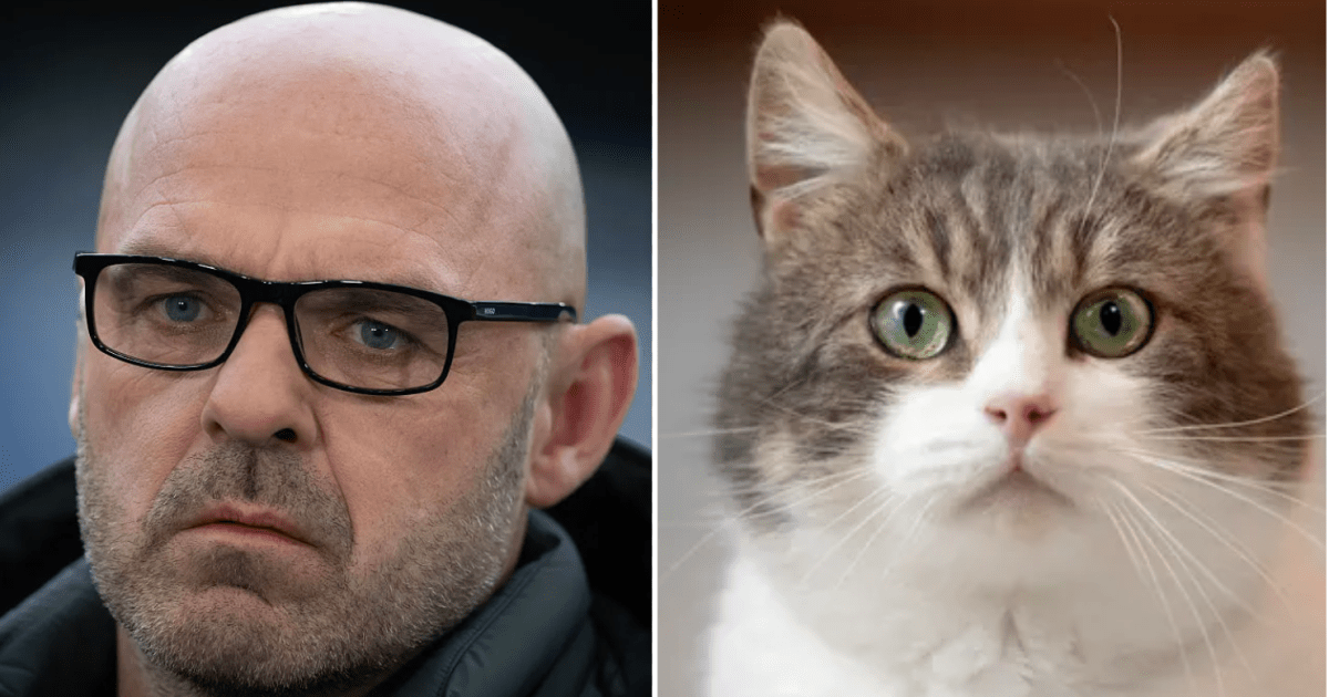 danny-murphy-cat_831574_1782847766